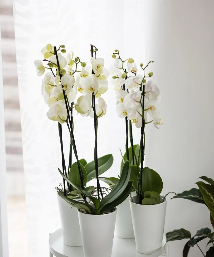 Residence Orchidee Zaventem